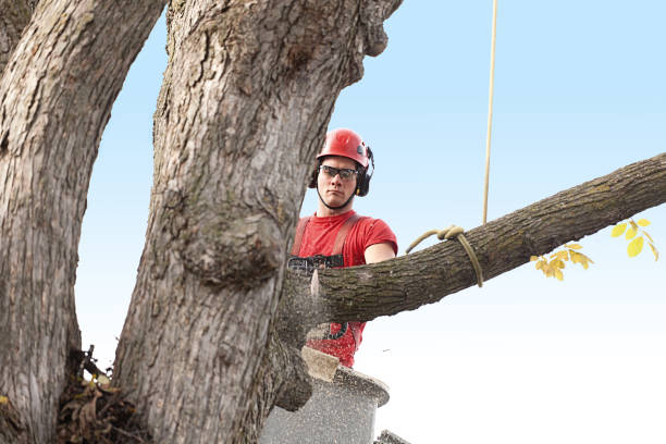 Best Arborist Consultation Services  in Hazen, AR